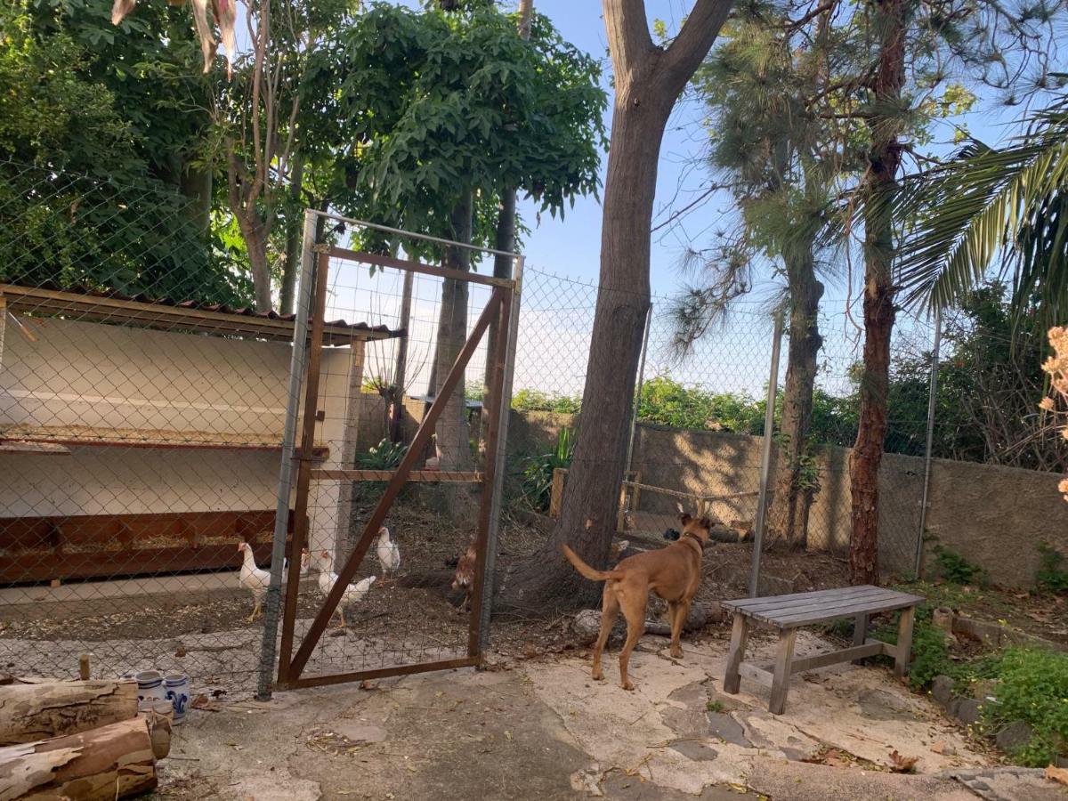 Ferienwohnung Finca Monica La Matanza De Acentejo Dış mekan fotoğraf