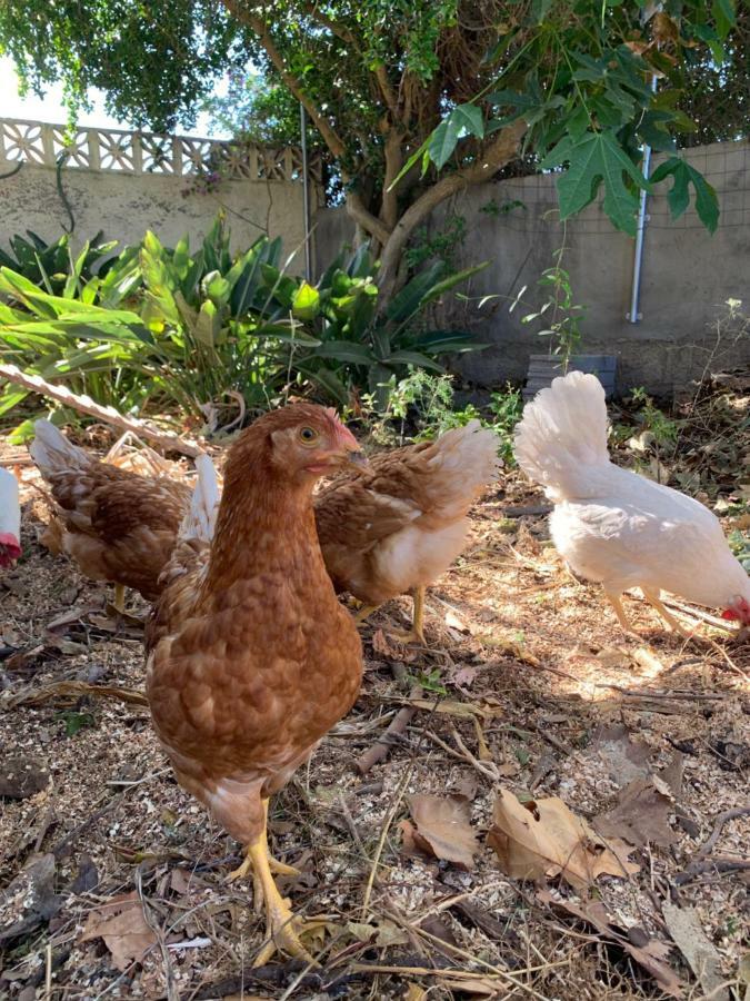 Ferienwohnung Finca Monica La Matanza De Acentejo Dış mekan fotoğraf